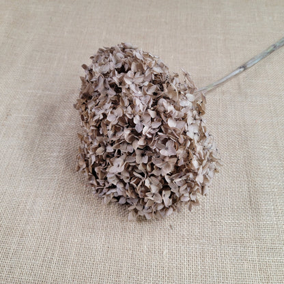 Coffee Infused Preserved Hydrangea: Real Dried Wedding Flowers