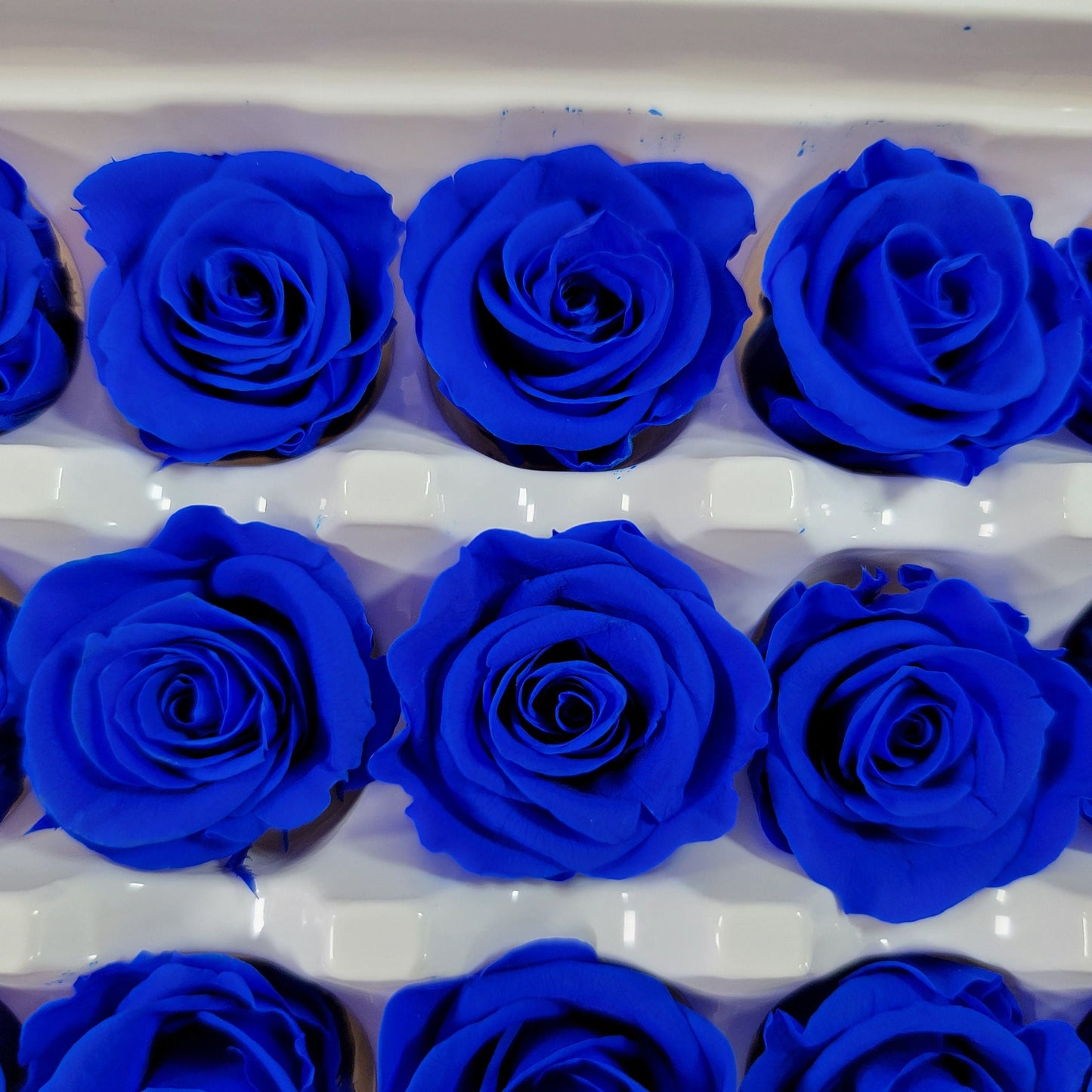 Blue Preserved Roses: Wedding Bouquet, Prom Decor - 21 Pack