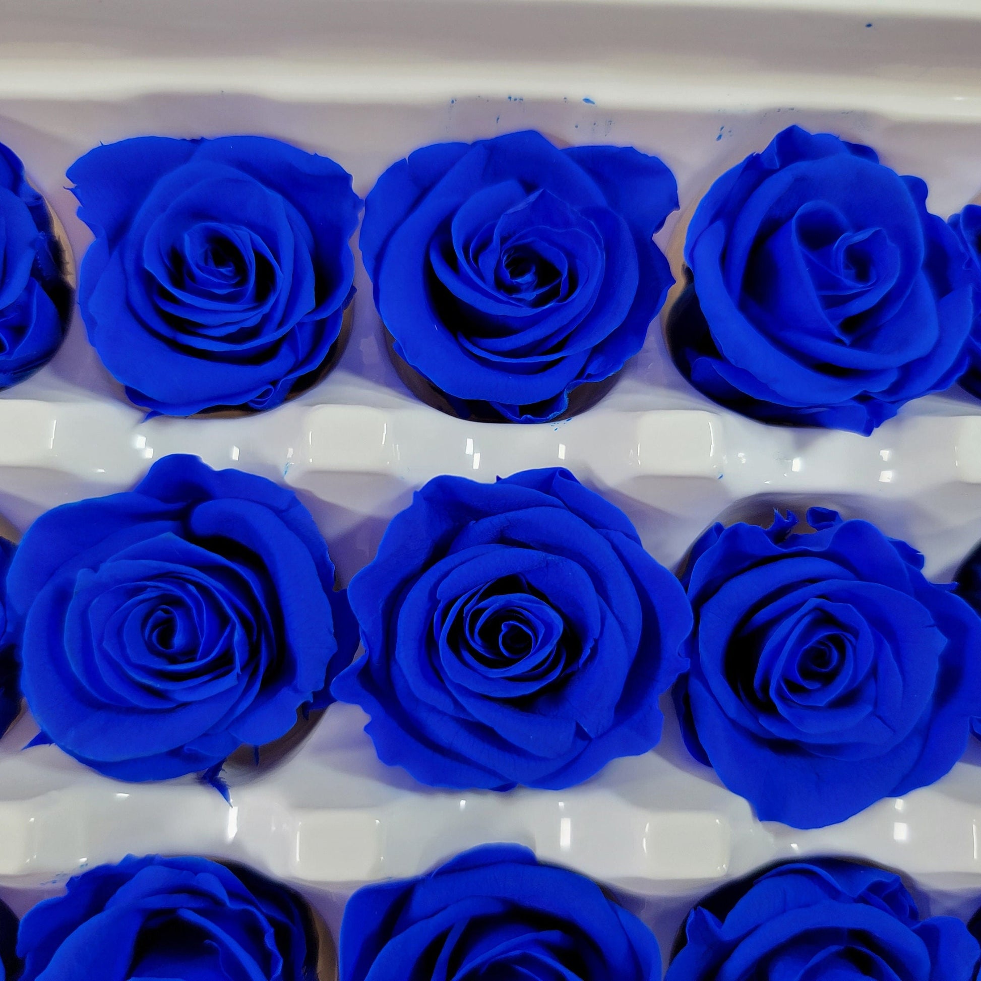 Blue Preserved Roses: Wedding Bouquet, Prom Decor - 21 Pack