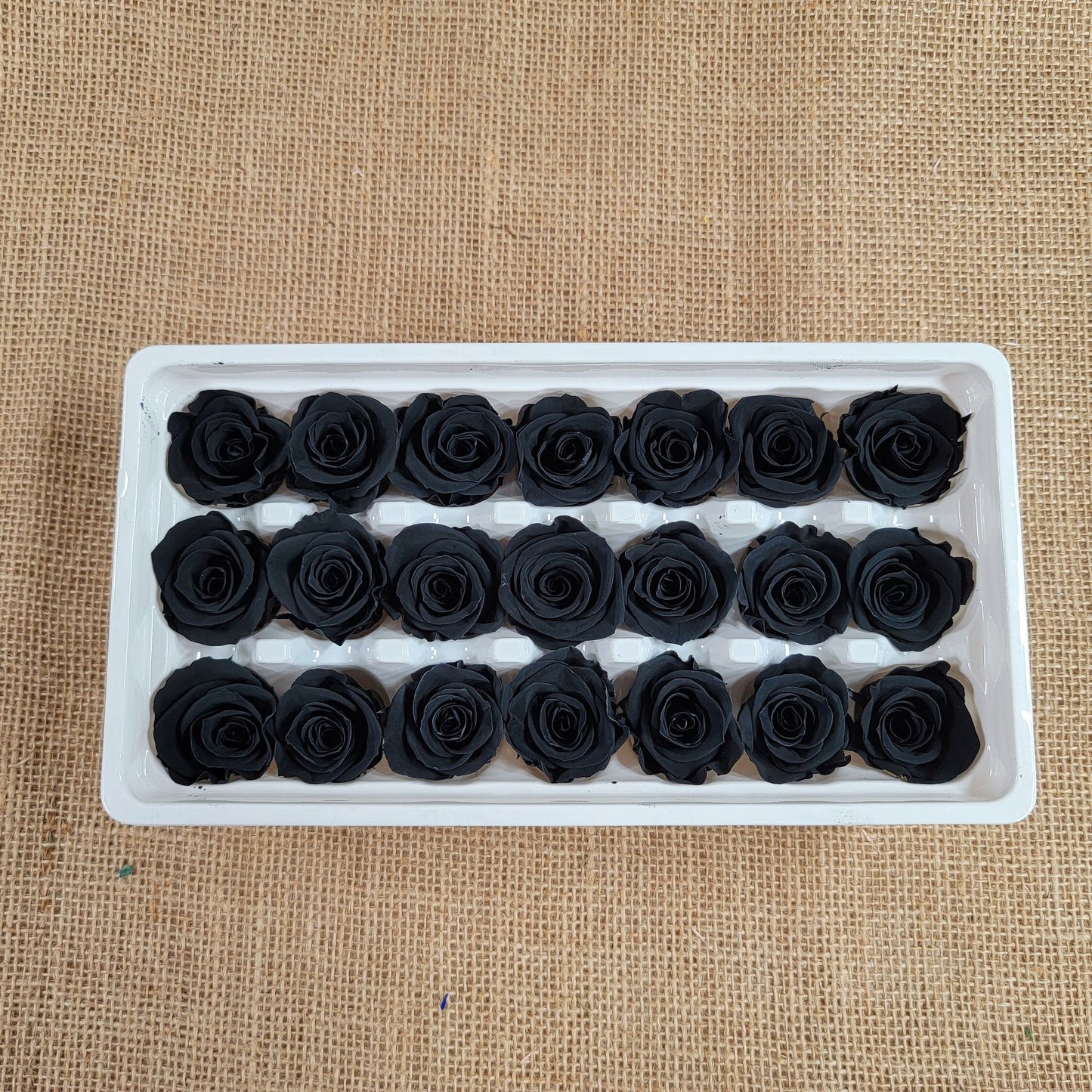 Black Preserved Roses - 21 Pack - Wedding, Prom, Christmas