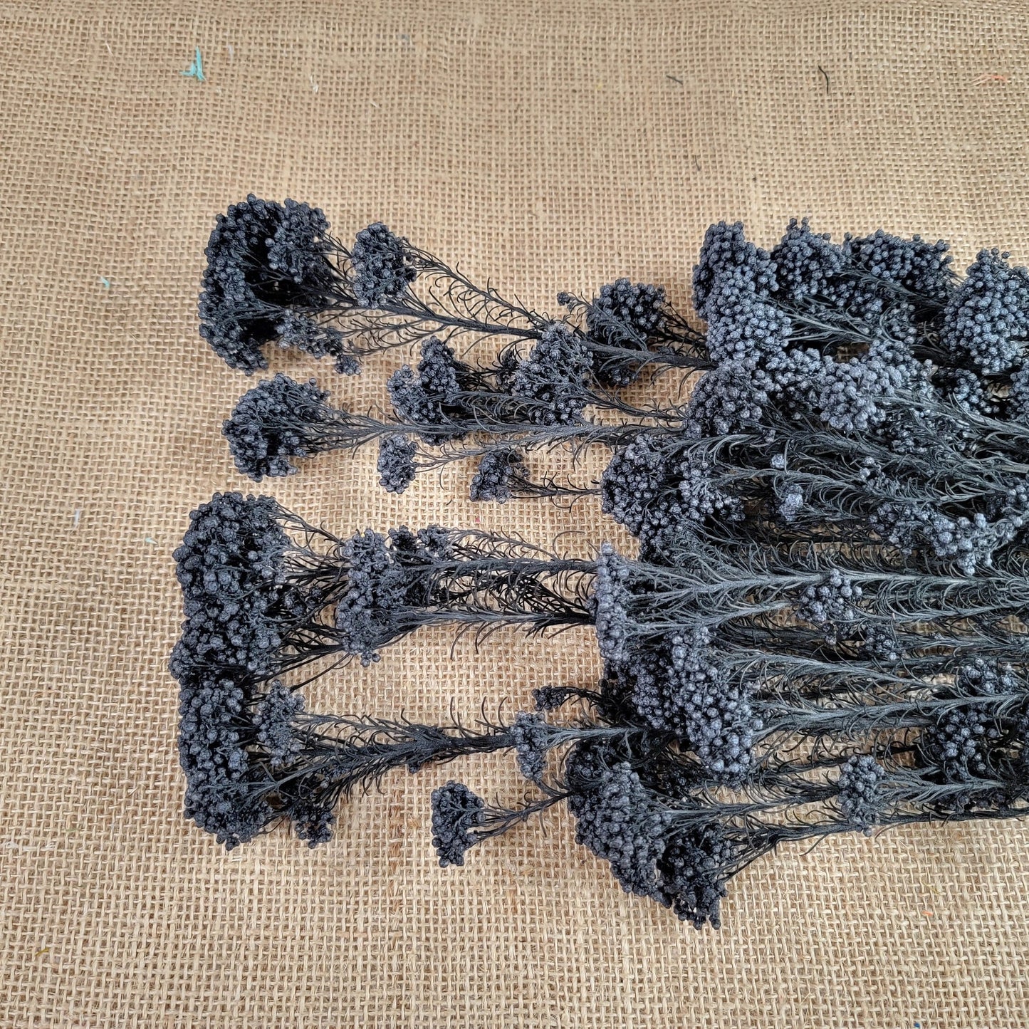 Black Preserved rice flower, flowers for bouquets, wedding flowers, filler, dried flowers arrangements, Wedding decor, 19"-20"tall,