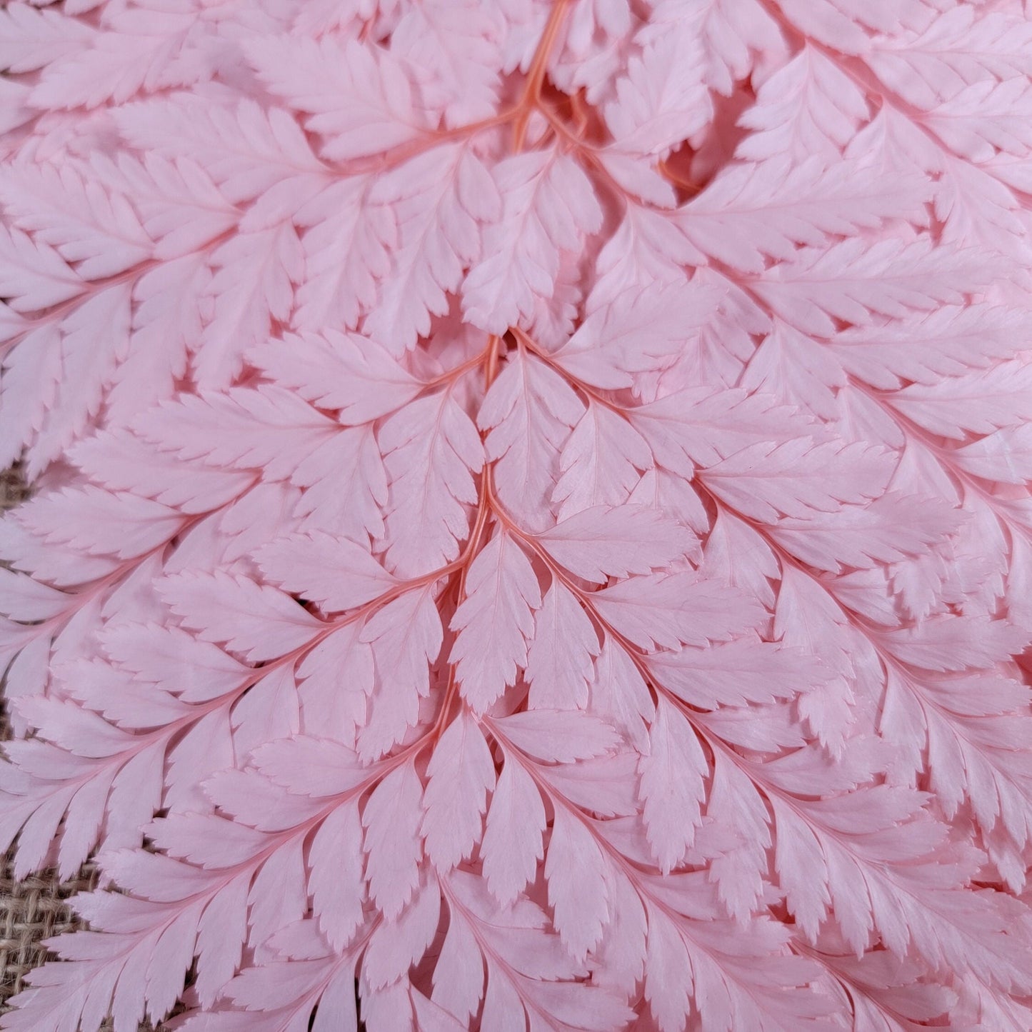 Preserved Pink Fern Stems: Soft Leather Leaf Floral Decor
