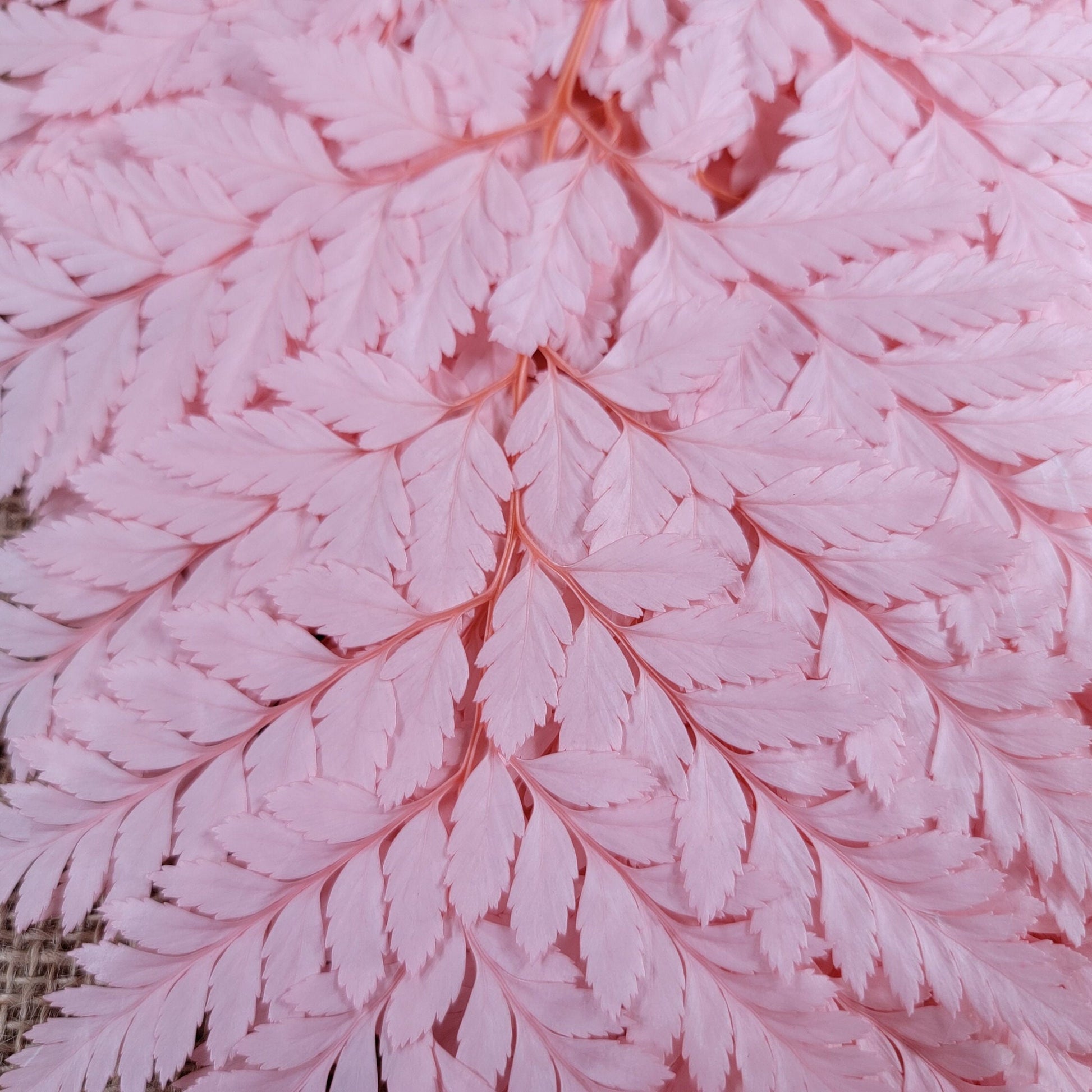 Preserved Pink Fern Stems: Soft Leather Leaf Floral Decor
