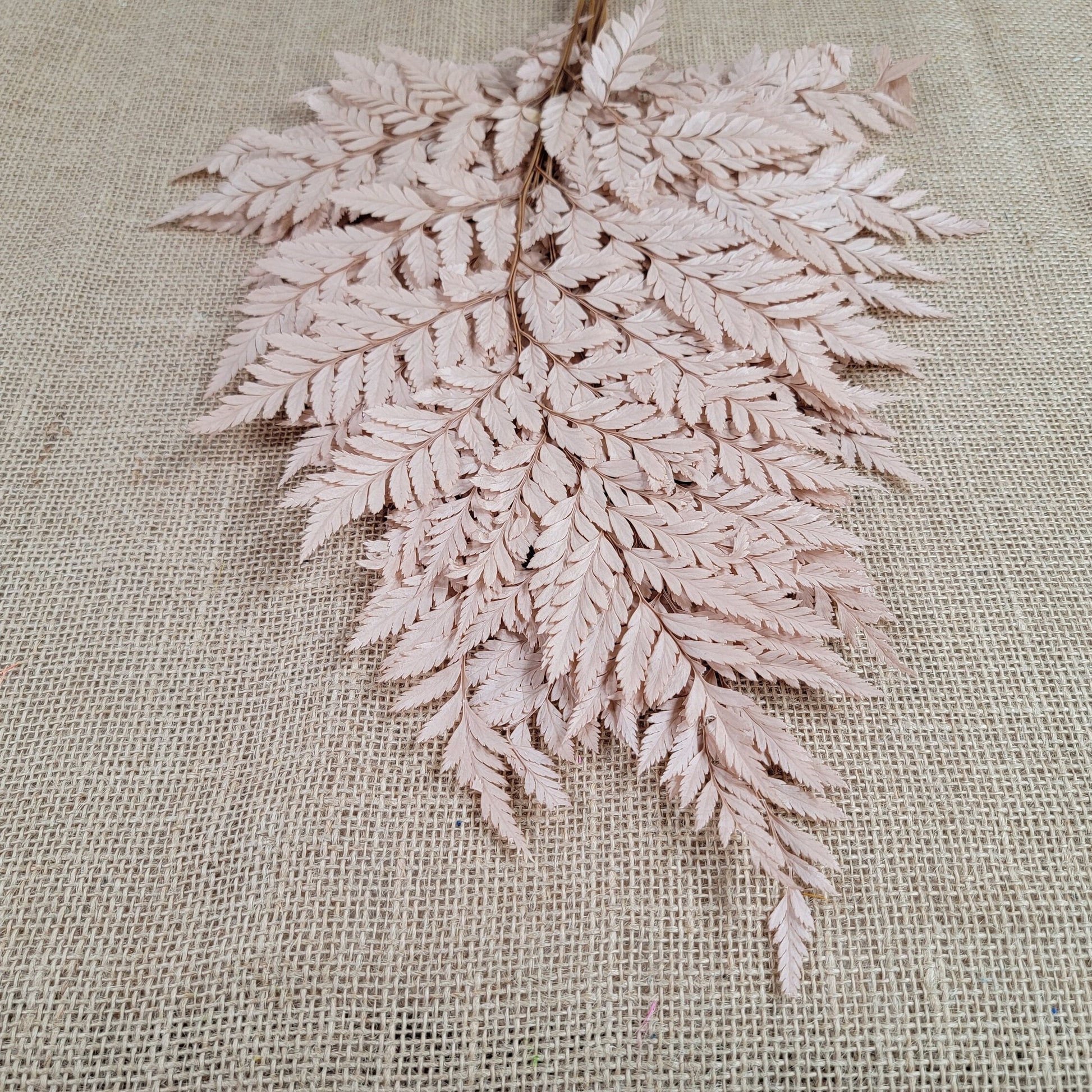 Preserved coffee Fern Stems: Soft Wedding Floral Decor (10 Stems)