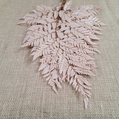 Preserved coffee Fern Stems: Soft Wedding Floral Decor (10 Stems)