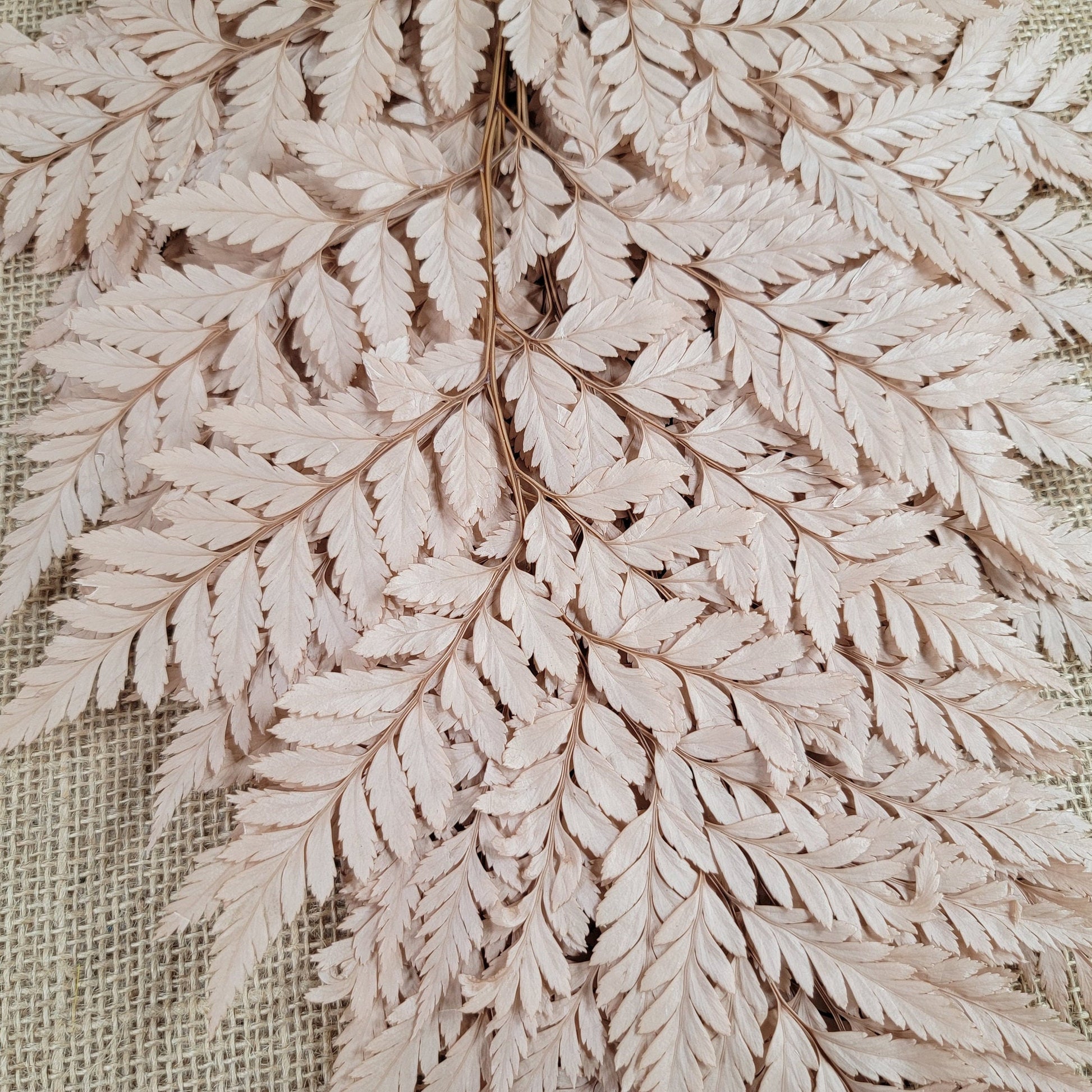 Preserved coffee Fern Stems: Soft Wedding Floral Decor (10 Stems)