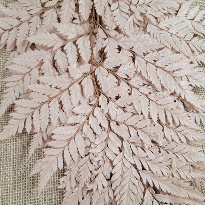 Preserved coffee Fern Stems: Soft Wedding Floral Decor (10 Stems)