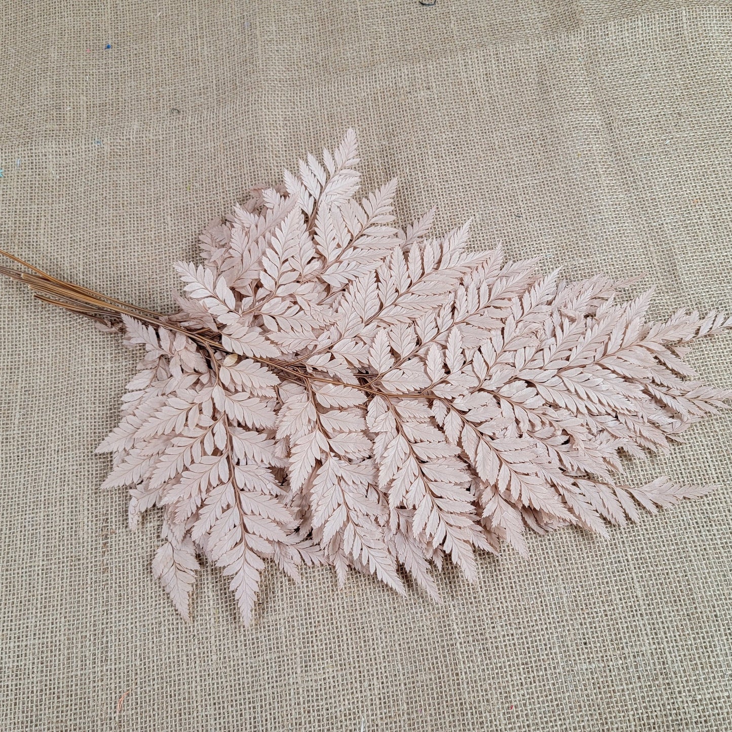 Preserved coffee Fern Stems: Soft Wedding Floral Decor (10 Stems)