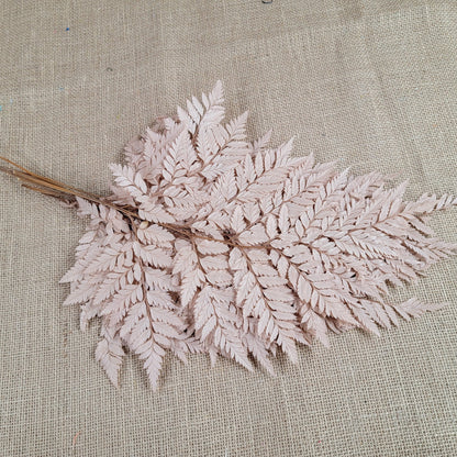 Preserved coffee Fern Stems: Soft Wedding Floral Decor (10 Stems)