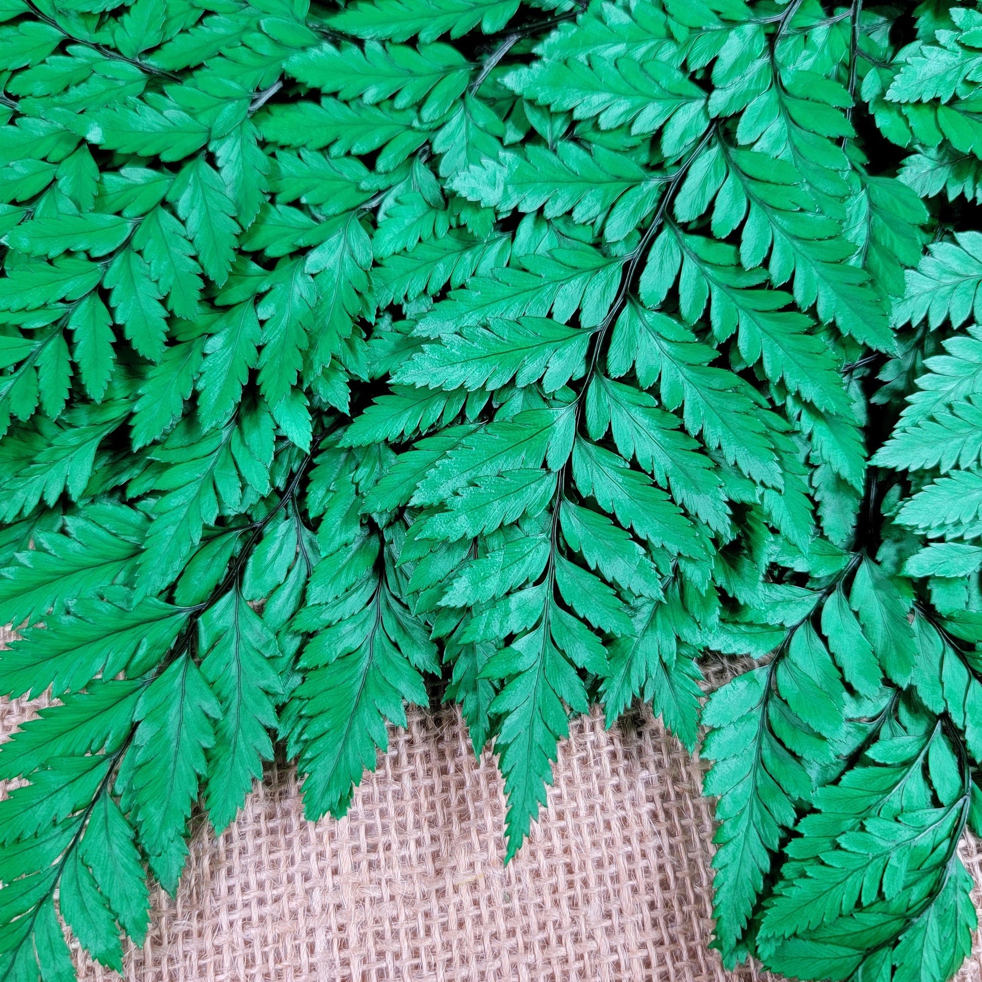 Preserved Fern, Green Leather Leaf, 10 Stems Preserved Soft and Whispy Wedding Ferns-Tree Fern-Pink Ferns-Floral Decor