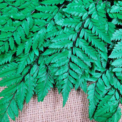 Preserved Fern, Green Leather Leaf, 10 Stems Preserved Soft and Whispy Wedding Ferns-Tree Fern-Pink Ferns-Floral Decor