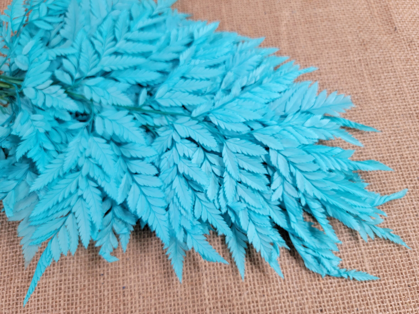 Preserved Leather Leaf Fern: Teal Floral Decor, 10 Stems