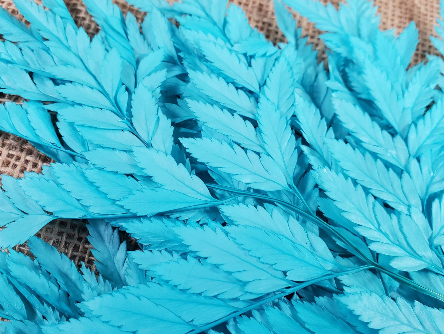 Preserved Leather Leaf Fern: Teal Floral Decor, 10 Stems