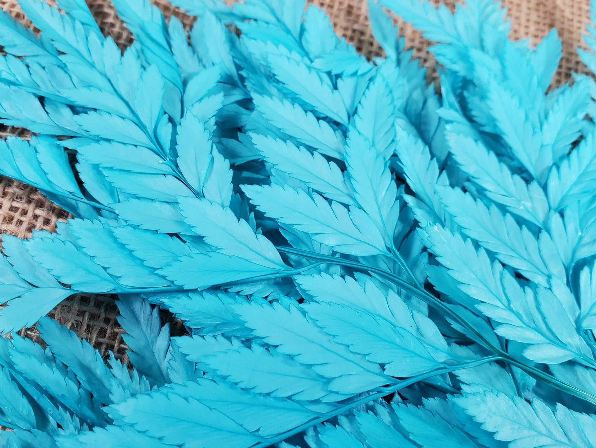Preserved Leather Leaf Fern: Teal Floral Decor, 10 Stems