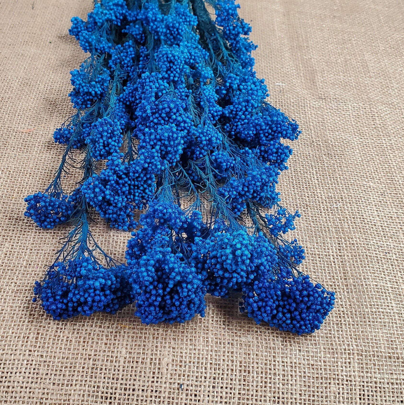 Royal Blue Preserved Rice Flower: Wedding Bouquet Filler (19-20" Tall)