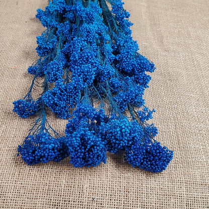 Royal Blue Preserved Rice Flower: Wedding Bouquet Filler (19-20" Tall)