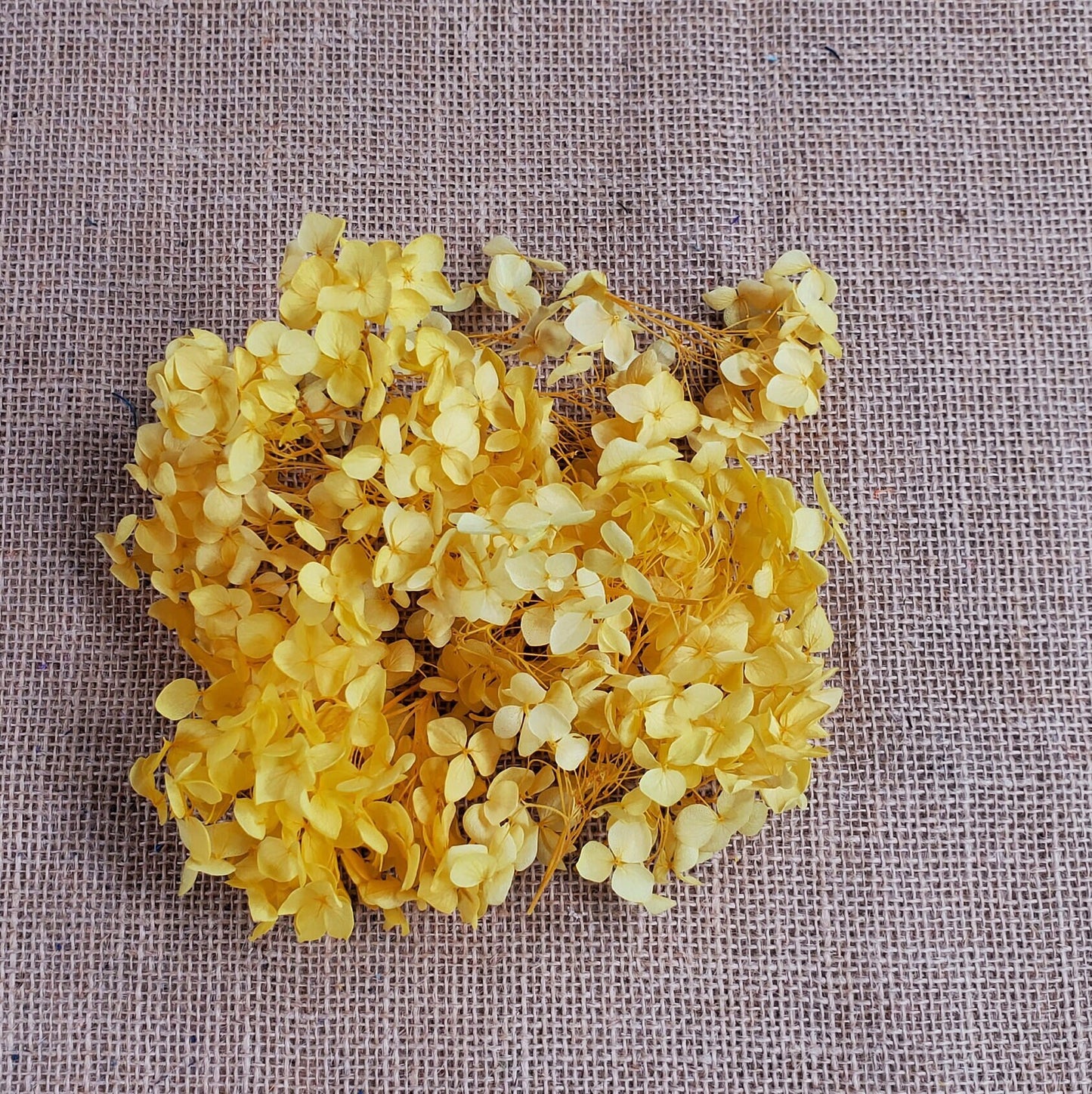 Preserved Hydrangeas: Colorful Dried Flowers, Wedding Home Decor