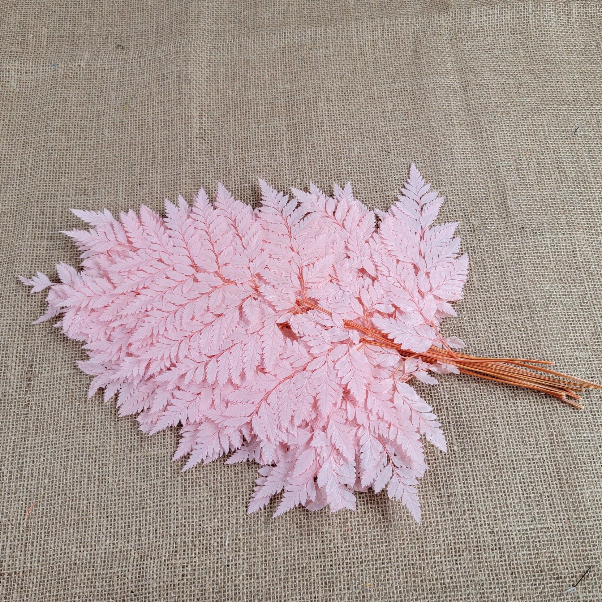 Preserved Pink Fern Stems: Soft Leather Leaf Floral Decor