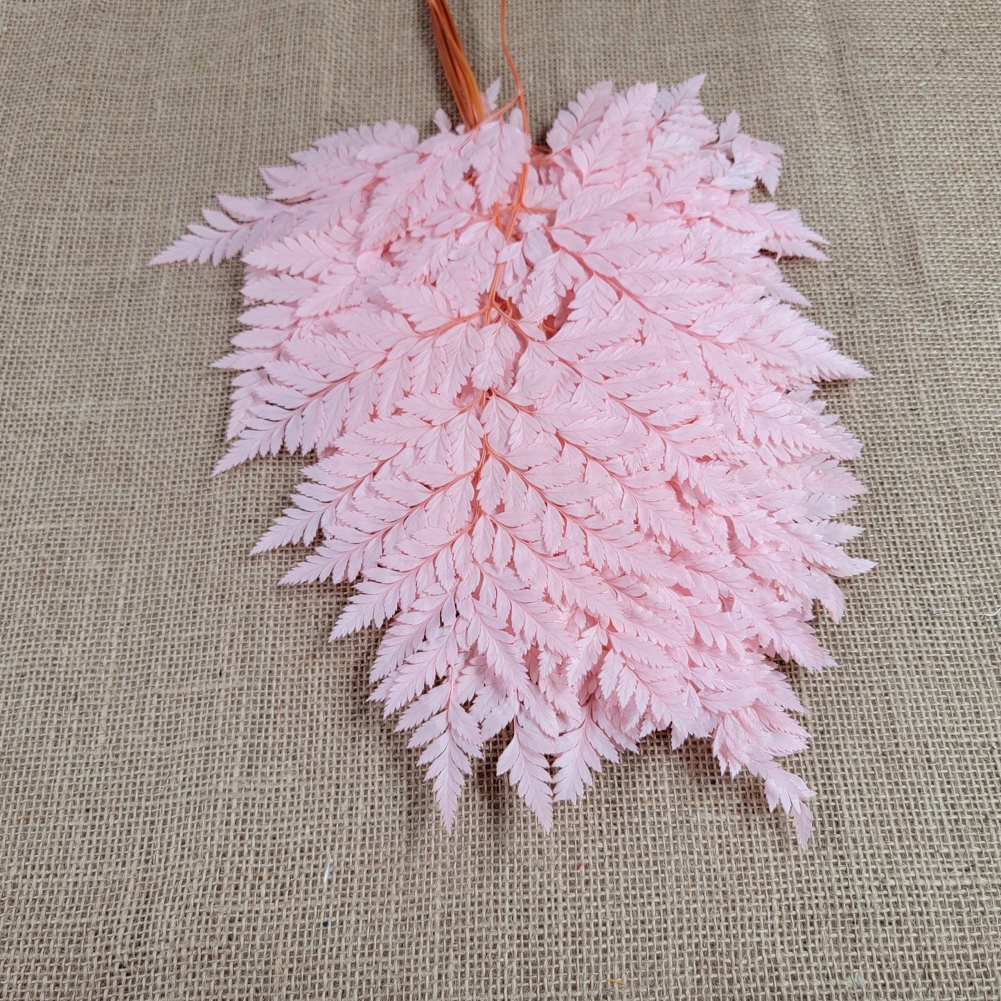 Preserved Pink Fern Stems: Soft Leather Leaf Floral Decor