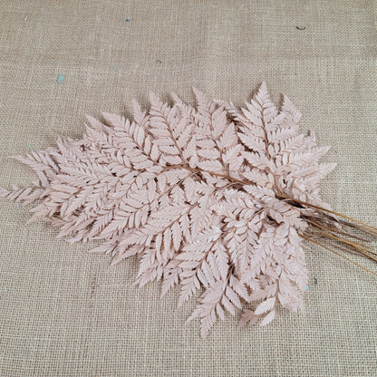 Preserved coffee Fern Stems: Soft Wedding Floral Decor (10 Stems)