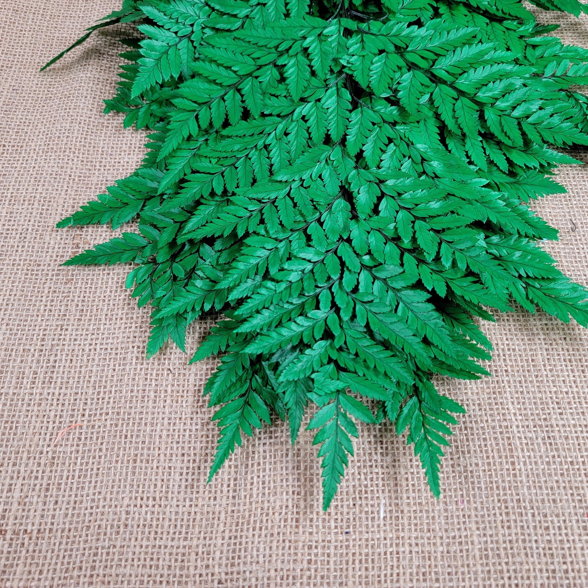 Preserved Fern, Green Leather Leaf, 10 Stems Preserved Soft and Whispy Wedding Ferns-Tree Fern-Pink Ferns-Floral Decor