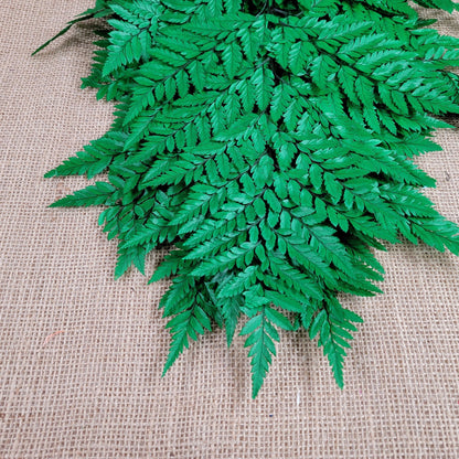 Preserved Fern, Green Leather Leaf, 10 Stems Preserved Soft and Whispy Wedding Ferns-Tree Fern-Pink Ferns-Floral Decor