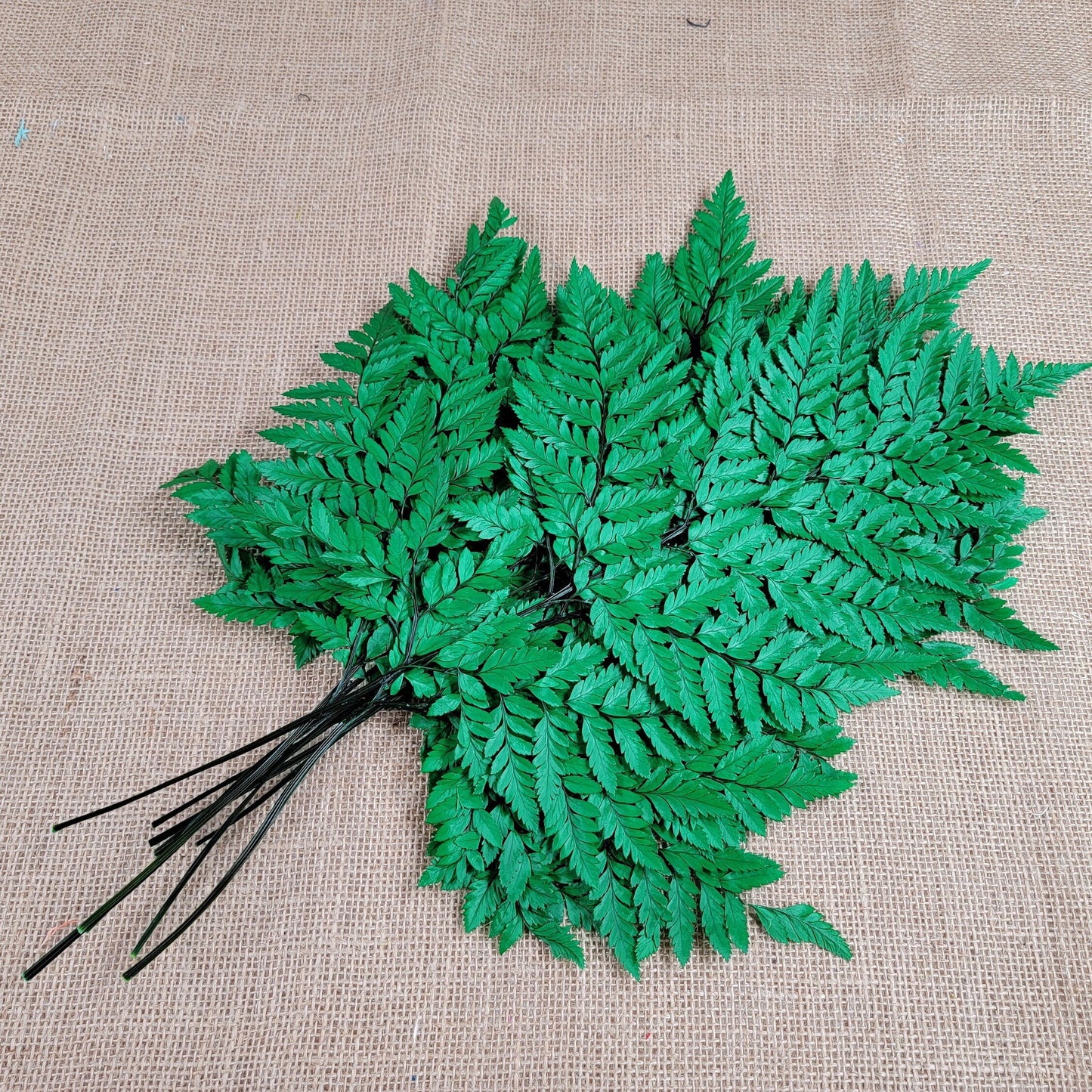 Preserved Fern, Green Leather Leaf, 10 Stems Preserved Soft and Whispy Wedding Ferns-Tree Fern-Pink Ferns-Floral Decor