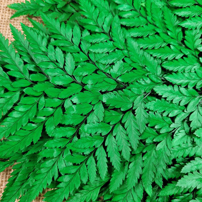 Preserved Fern, Green Leather Leaf, 10 Stems Preserved Soft and Whispy Wedding Ferns-Tree Fern-Pink Ferns-Floral Decor