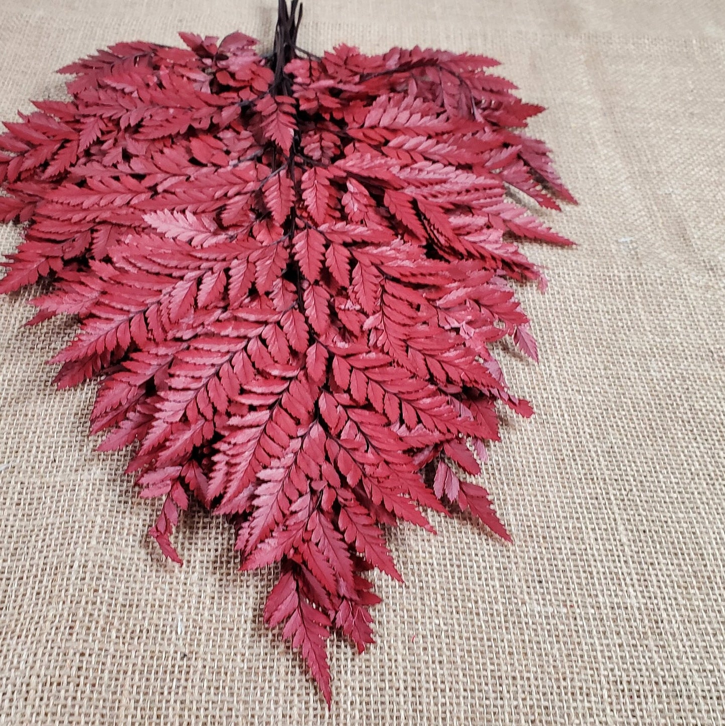 Wine Red Preserved Fern Leather Leaf: 10 Stems Floral Decor