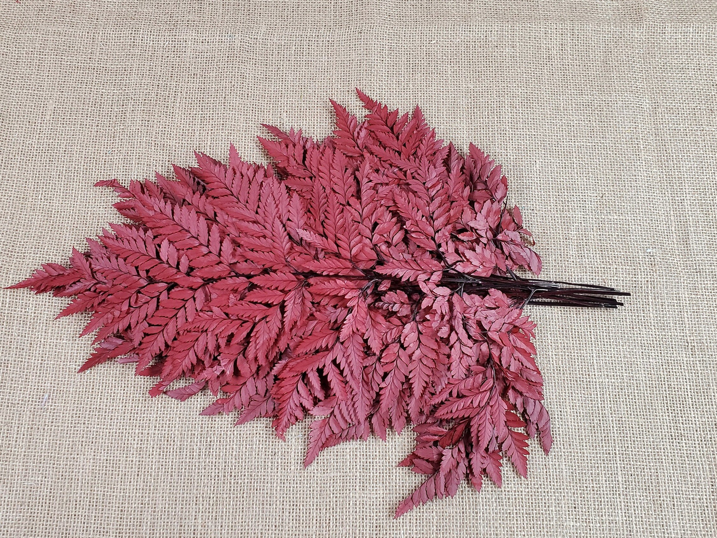 Wine Red Preserved Fern Leather Leaf: 10 Stems Floral Decor