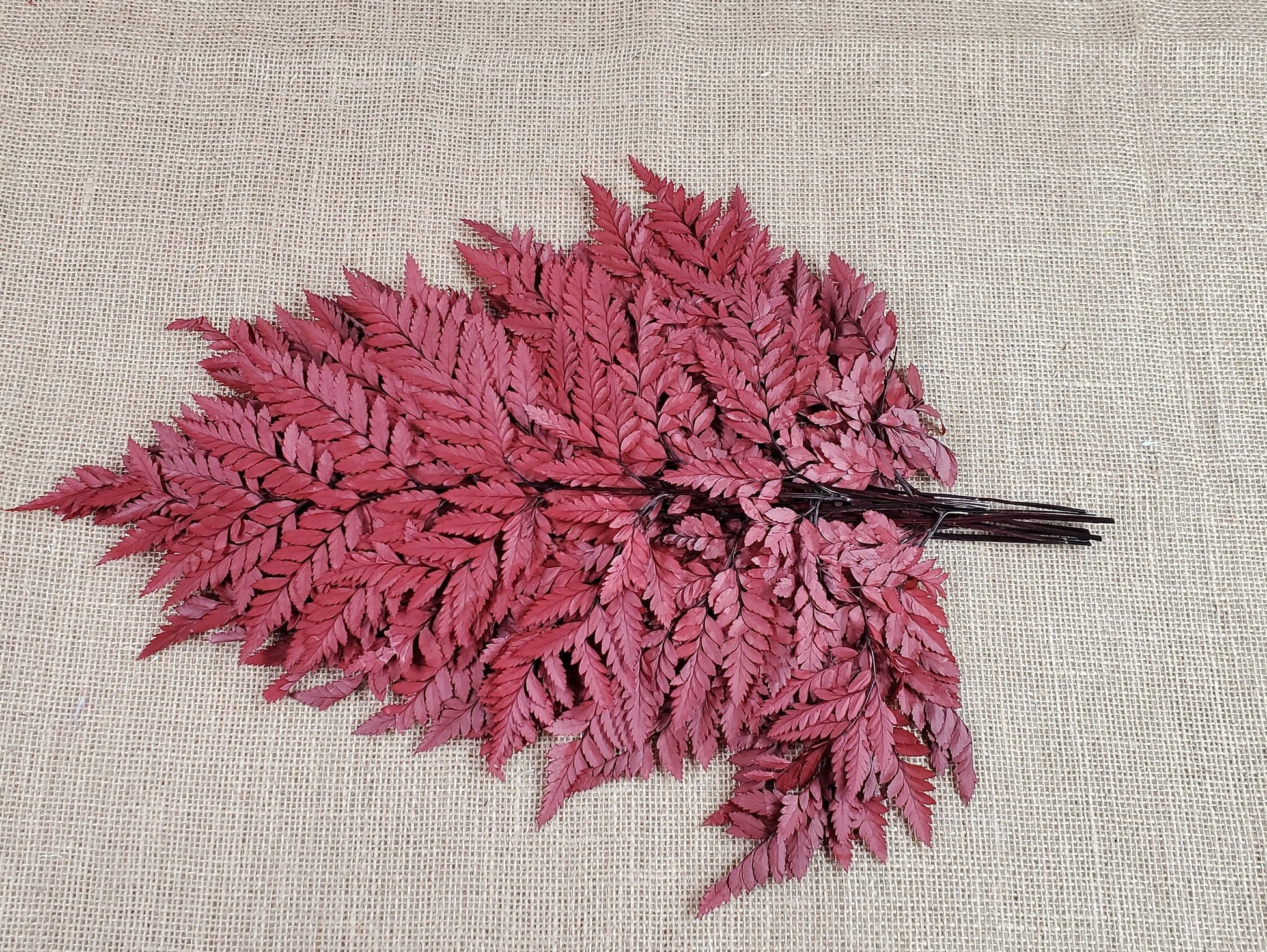 Wine Red Preserved Fern Leather Leaf: 10 Stems Floral Decor