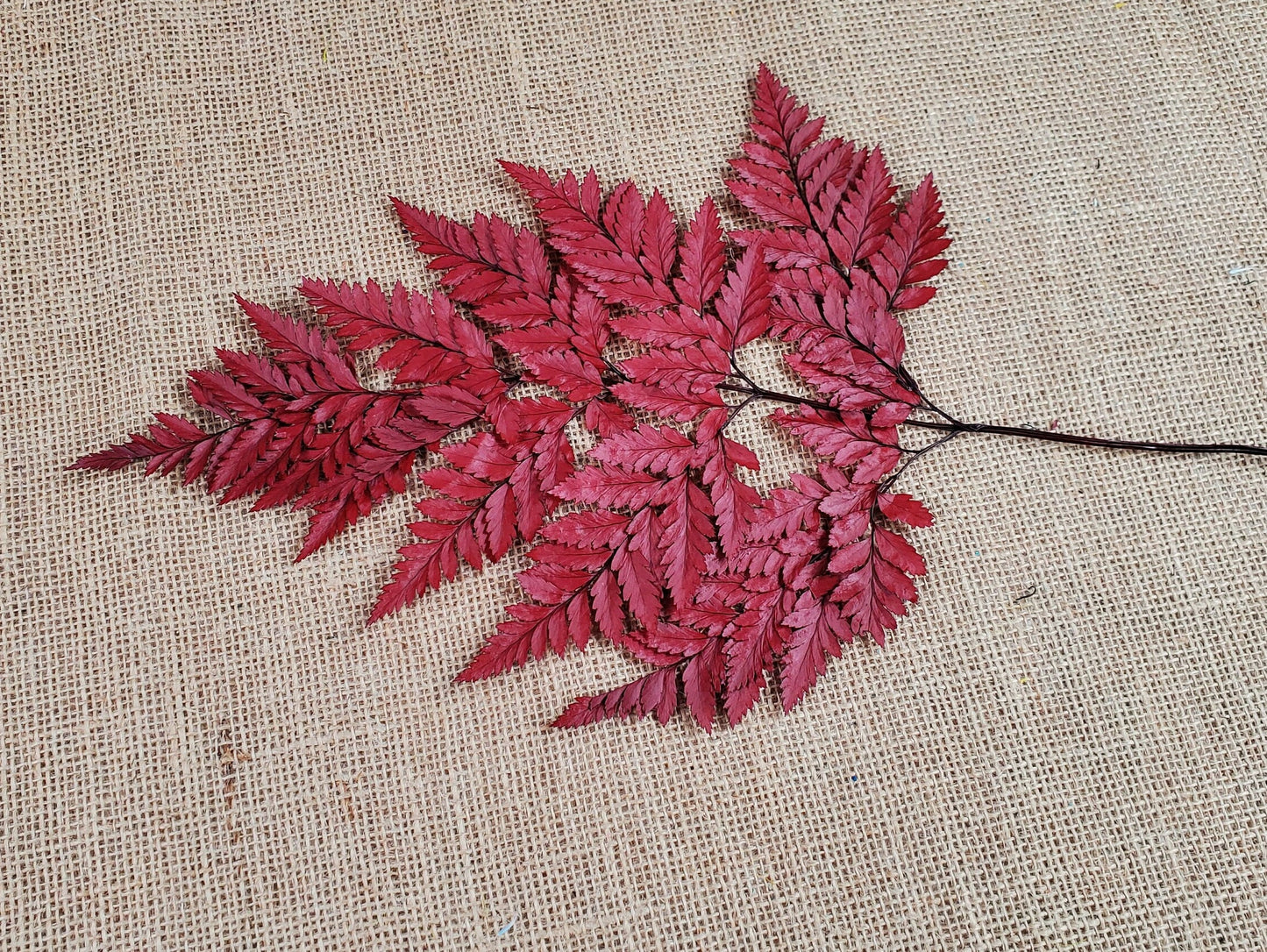 Wine Red Preserved Fern Leather Leaf: 10 Stems Floral Decor