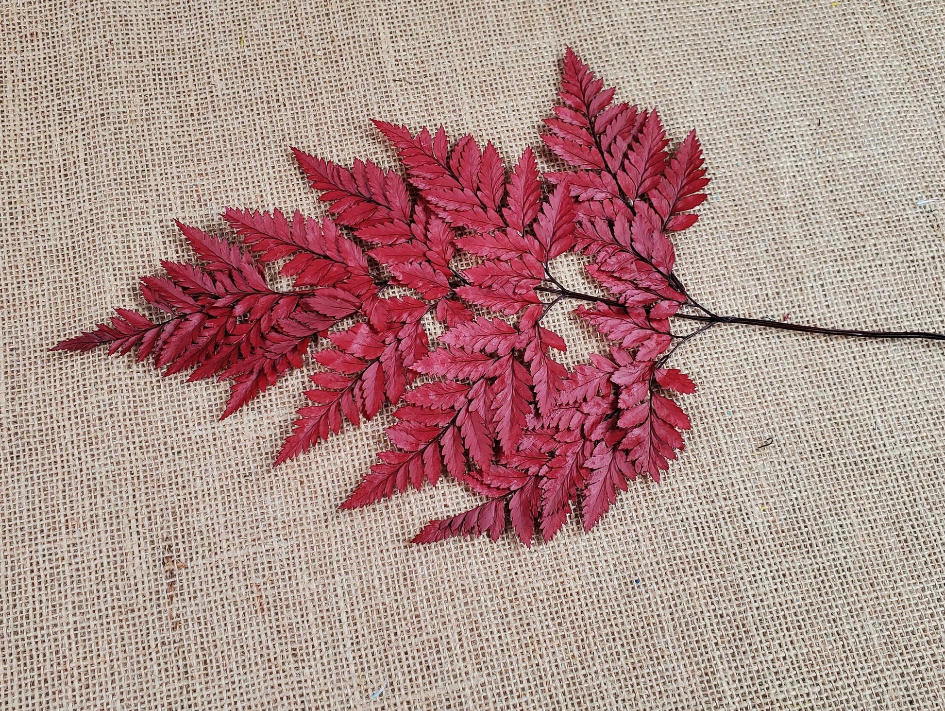 Wine Red Preserved Fern Leather Leaf: 10 Stems Floral Decor