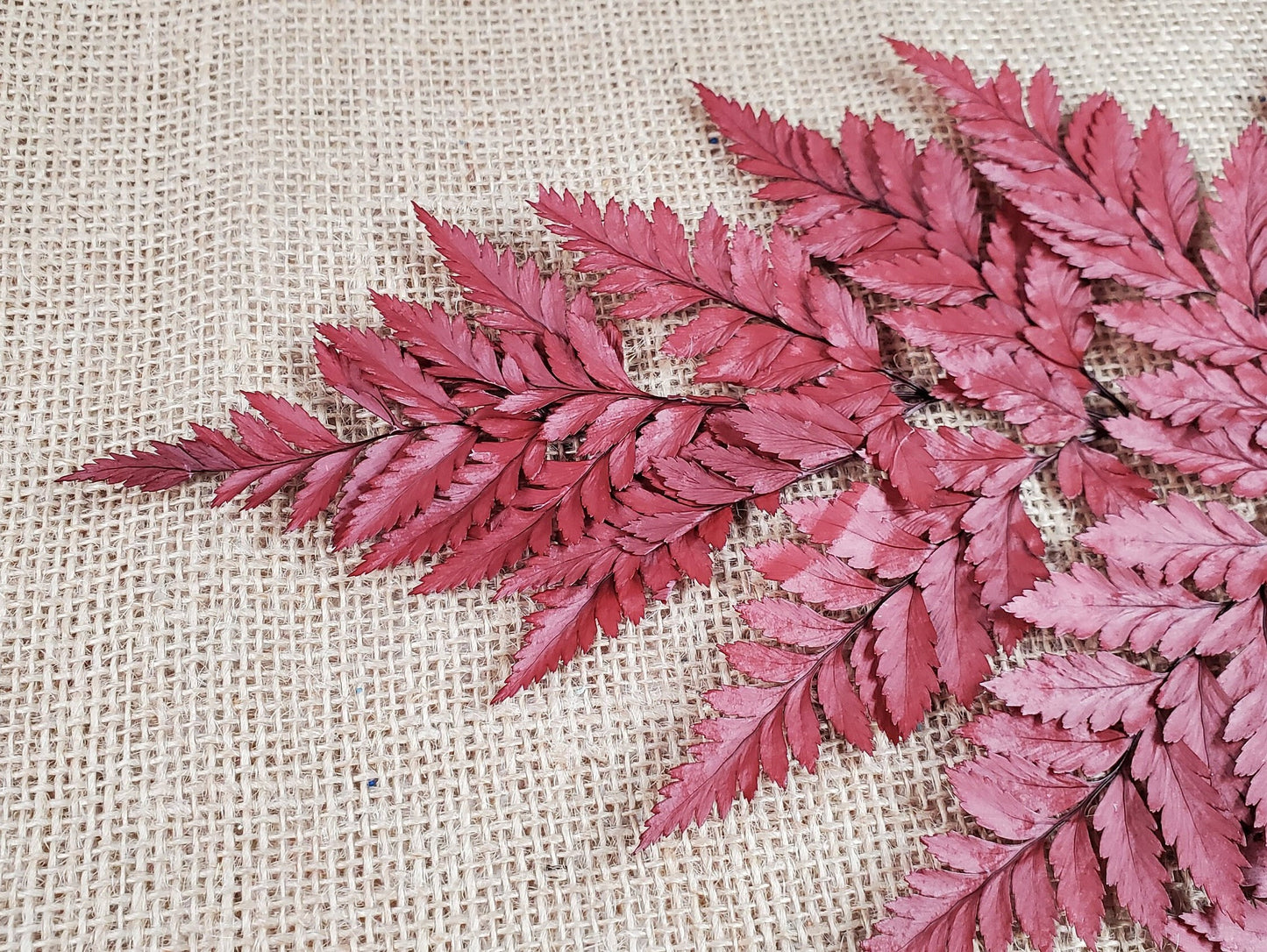 Wine Red Preserved Fern Leather Leaf: 10 Stems Floral Decor