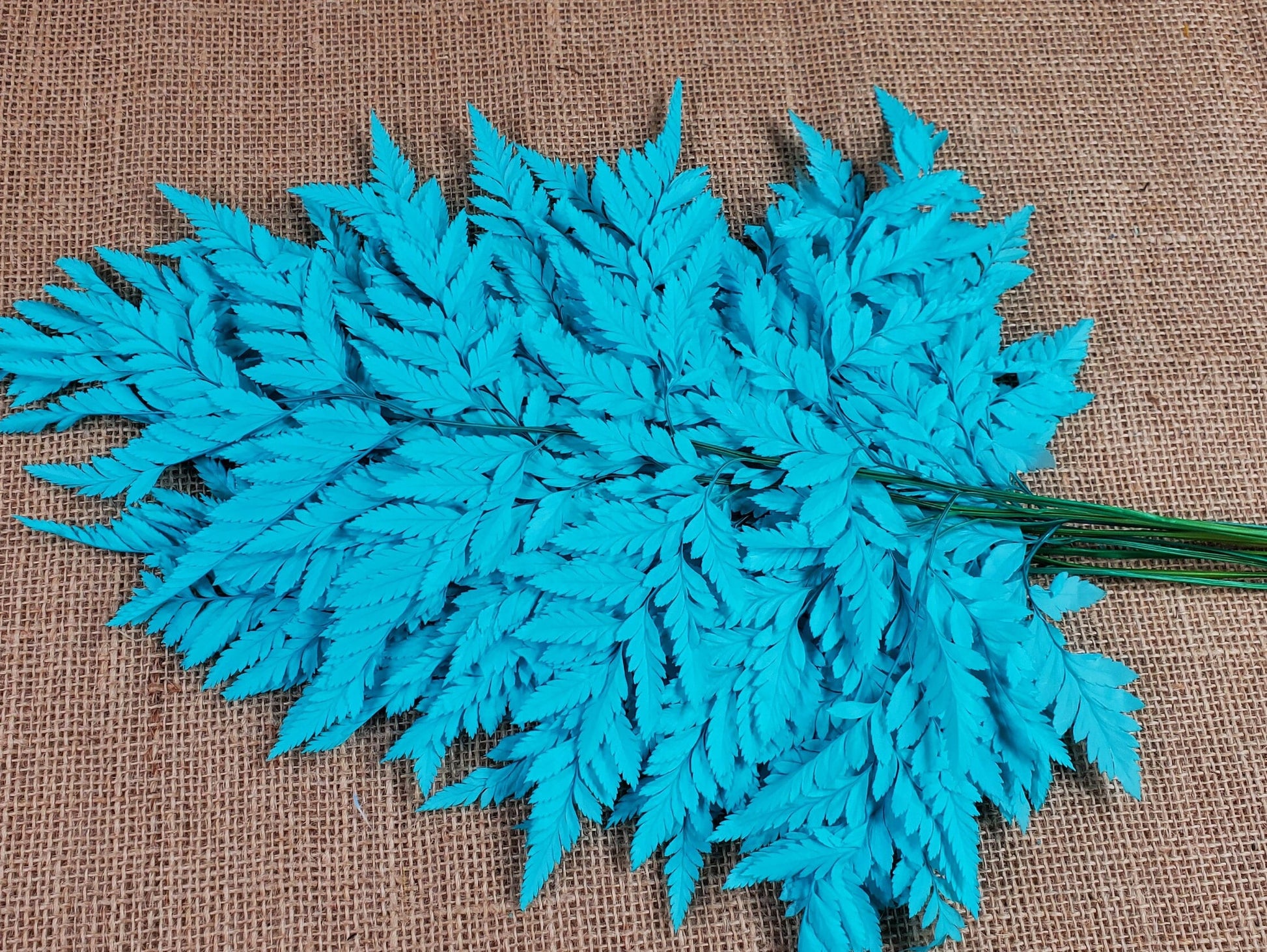 Preserved Leather Leaf Fern: Teal Floral Decor, 10 Stems