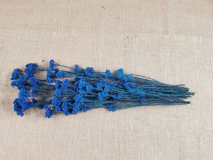 Royal Blue Preserved Rice Flower: Wedding Bouquet Filler (19-20" Tall)