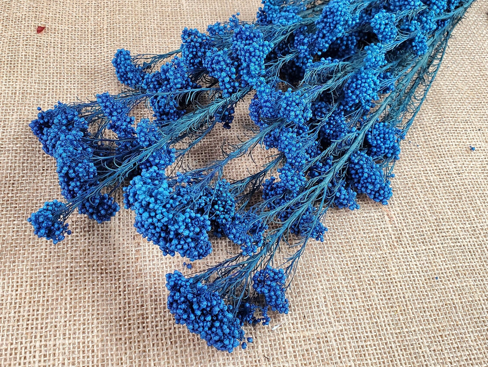 Royal Blue Preserved Rice Flower: Wedding Bouquet Filler (19-20" Tall)