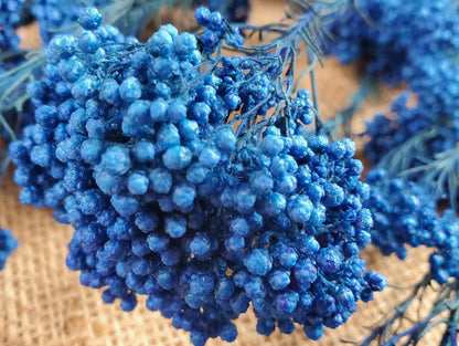Royal Blue Preserved Rice Flower: Wedding Bouquet Filler (19-20" Tall)