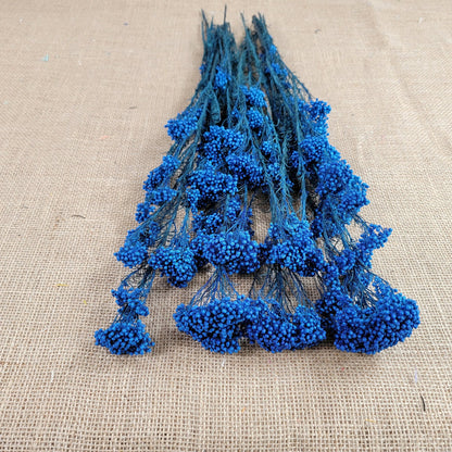 Royal Blue Preserved Rice Flower: Wedding Bouquet Filler (19-20" Tall)