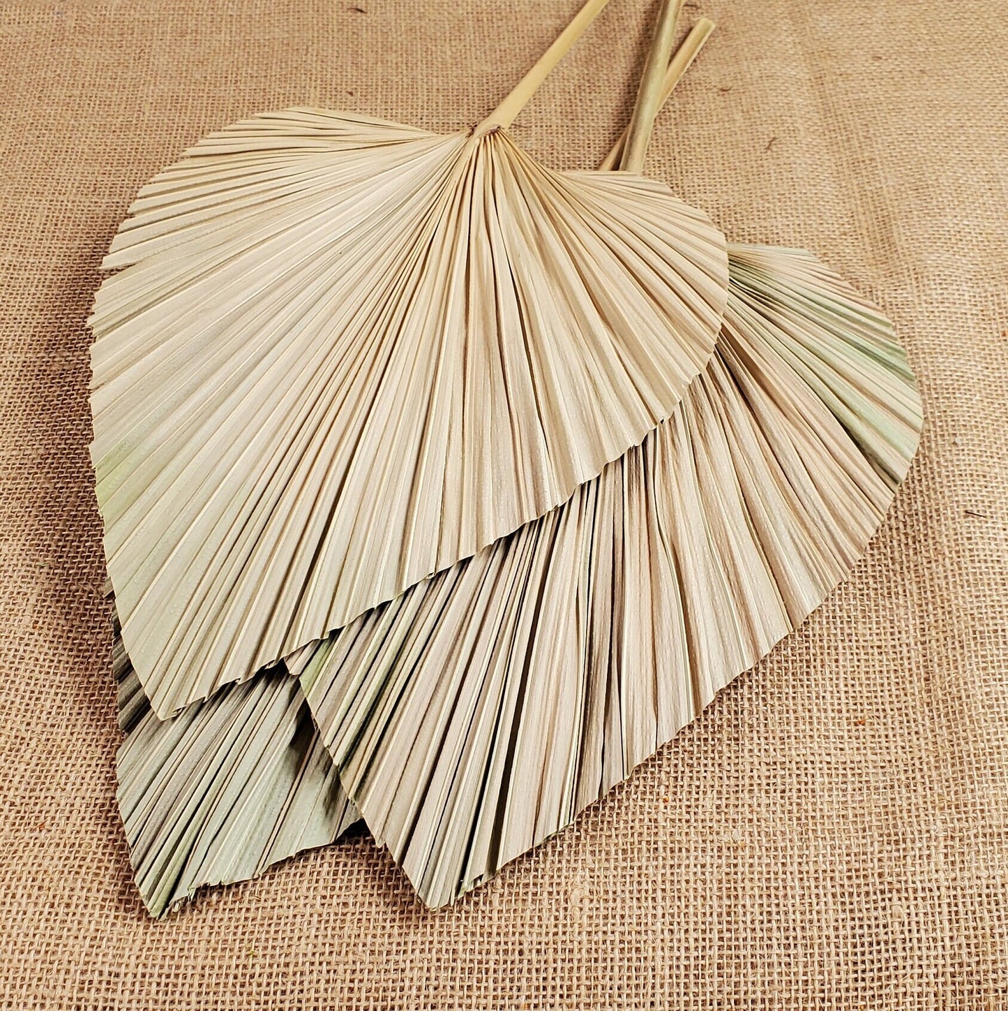3 Pcs Natural Dried Palm Spears: Boho Wedding Decor