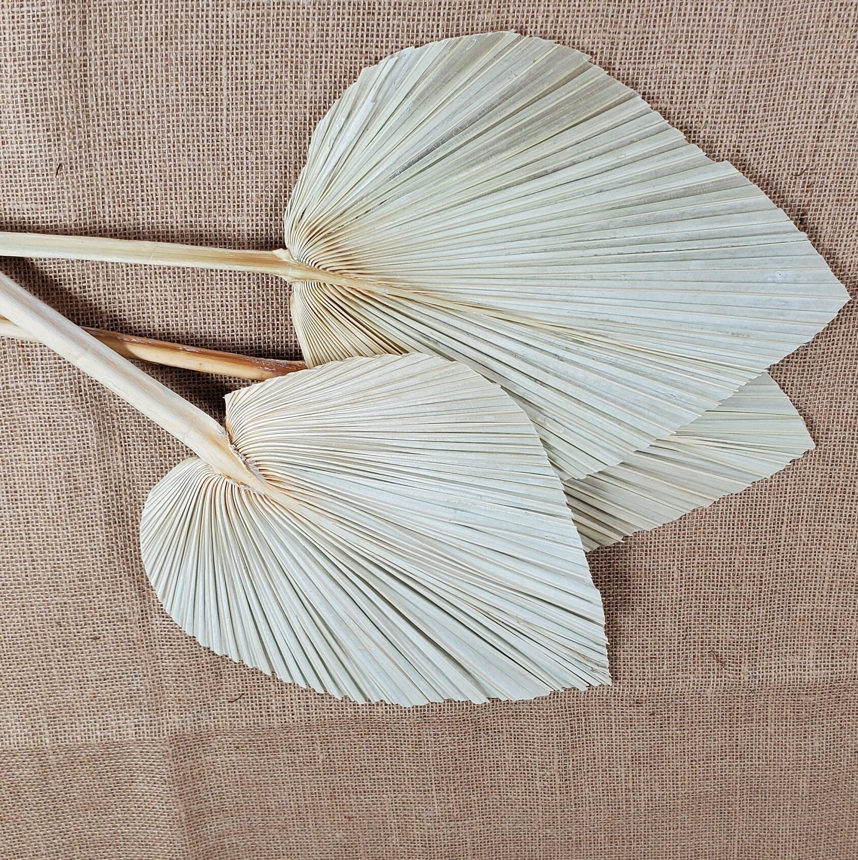 3 Pcs Natural Dried Palm Spears: Boho Wedding Decor