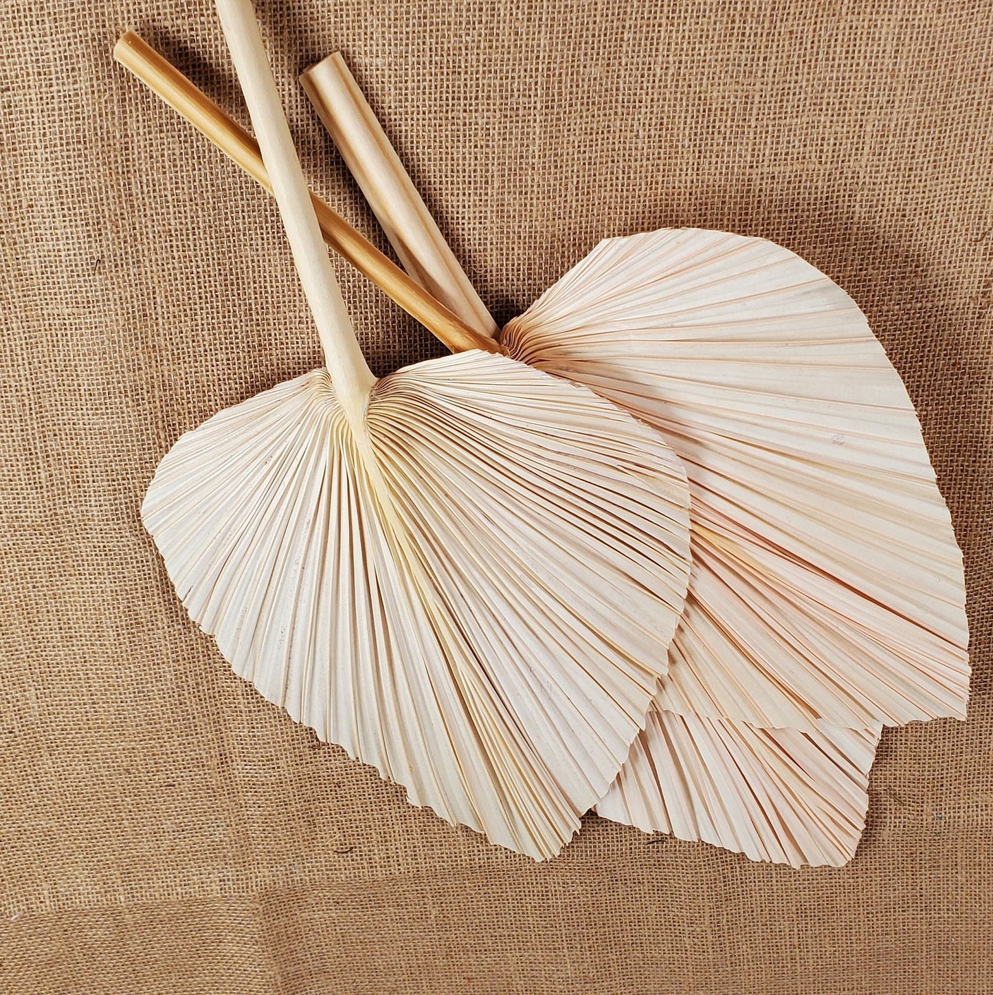 3 Pcs Natural Dried Palm Spears: Boho Wedding Decor