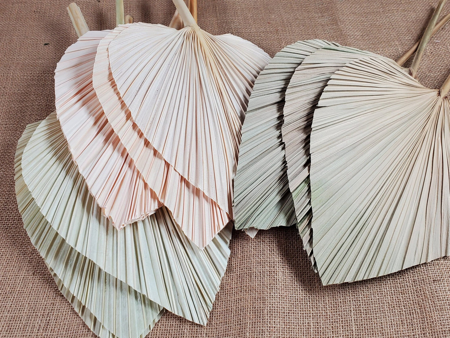 3 Pcs Natural Dried Palm Spears: Boho Wedding Decor