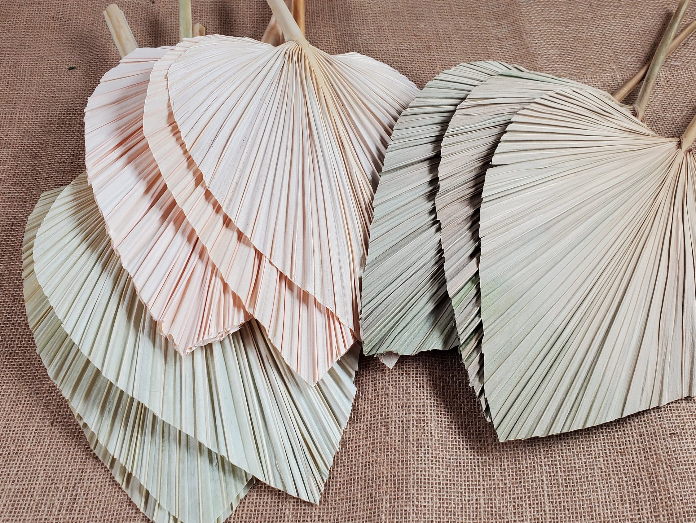 3 Pcs Natural Dried Palm Spears: Boho Wedding Decor