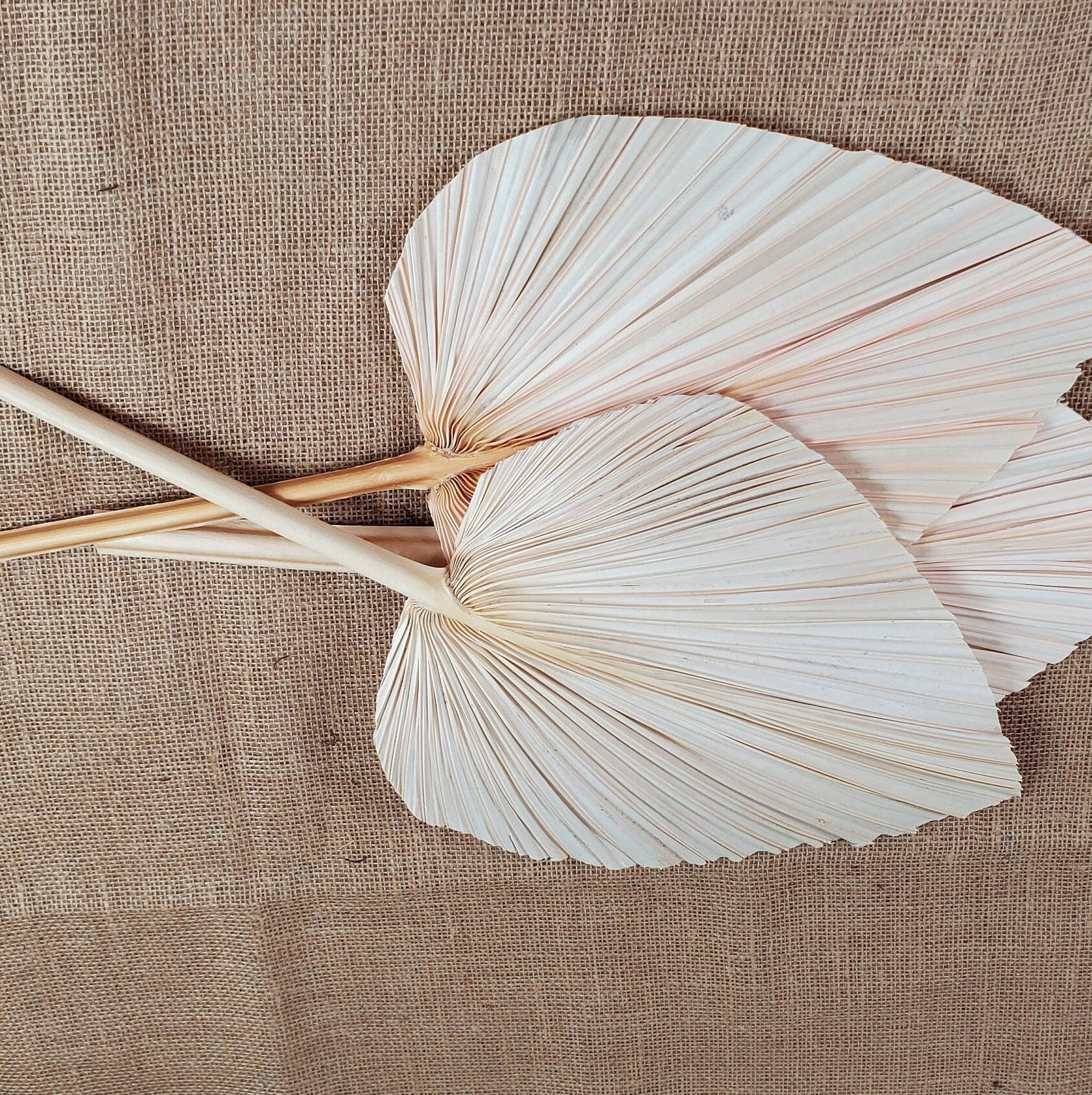 3 Pcs Natural Dried Palm Spears: Boho Wedding Decor