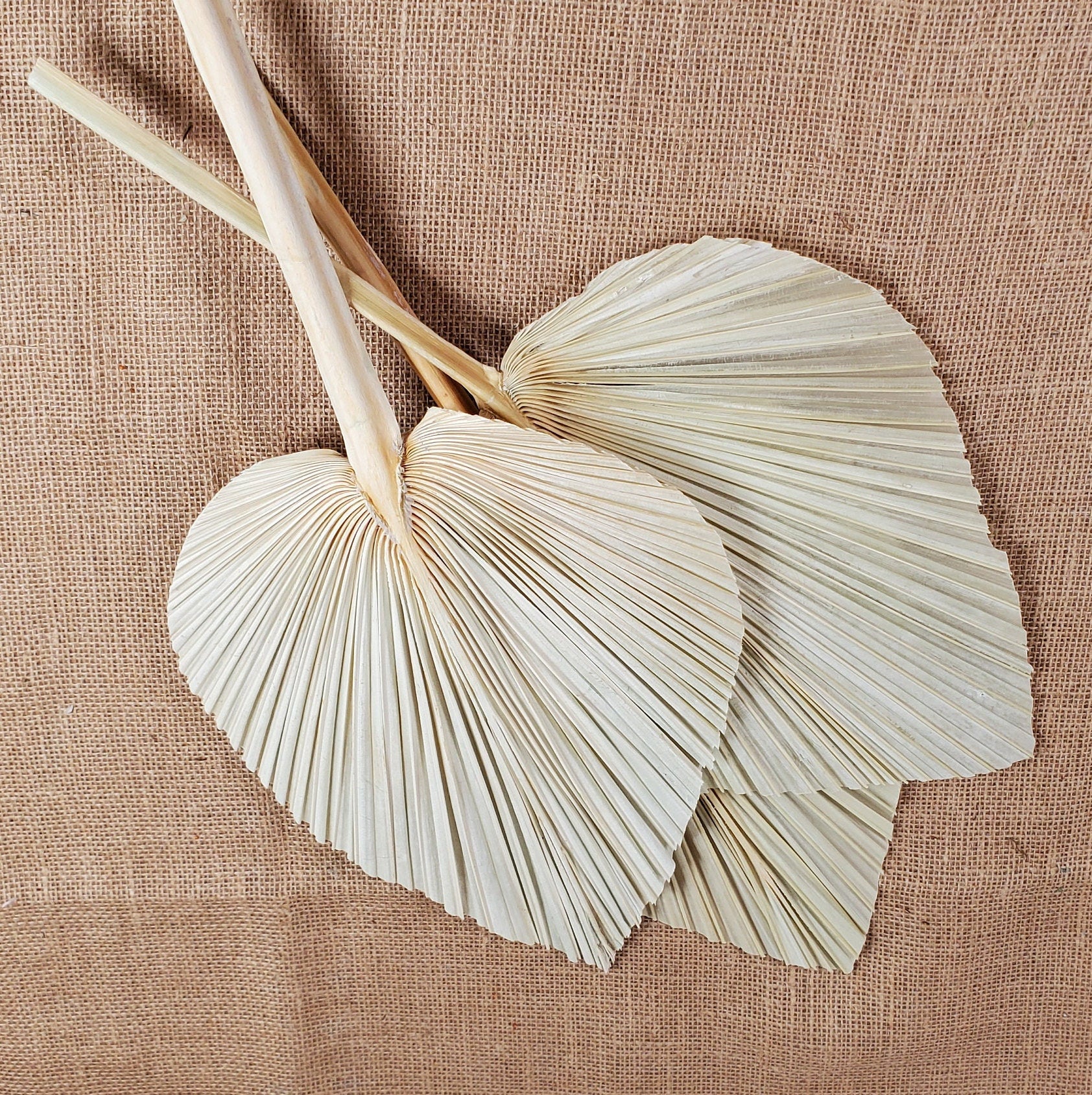 3 Pcs Natural Dried Palm Spears: Boho Wedding Decor