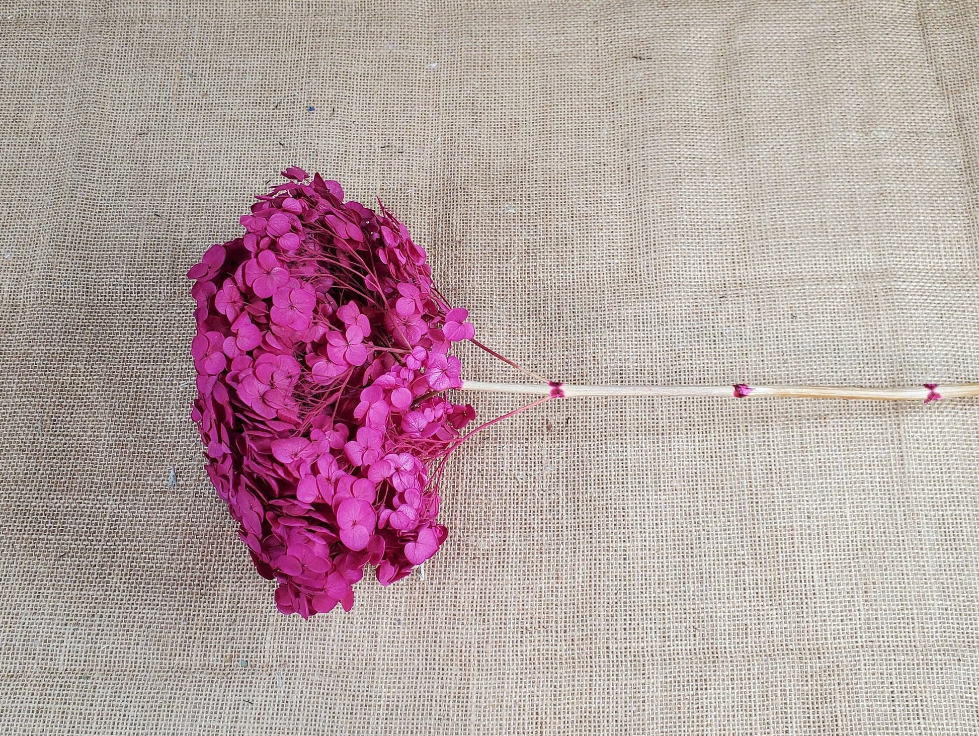 Rose Red Preserved Hydrangea: Wedding Flowers, 18-20" Tall