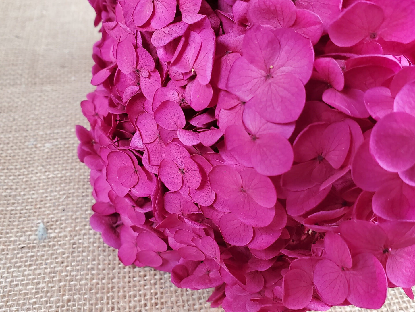 Rose Red Preserved Hydrangea: Wedding Flowers, 18-20" Tall