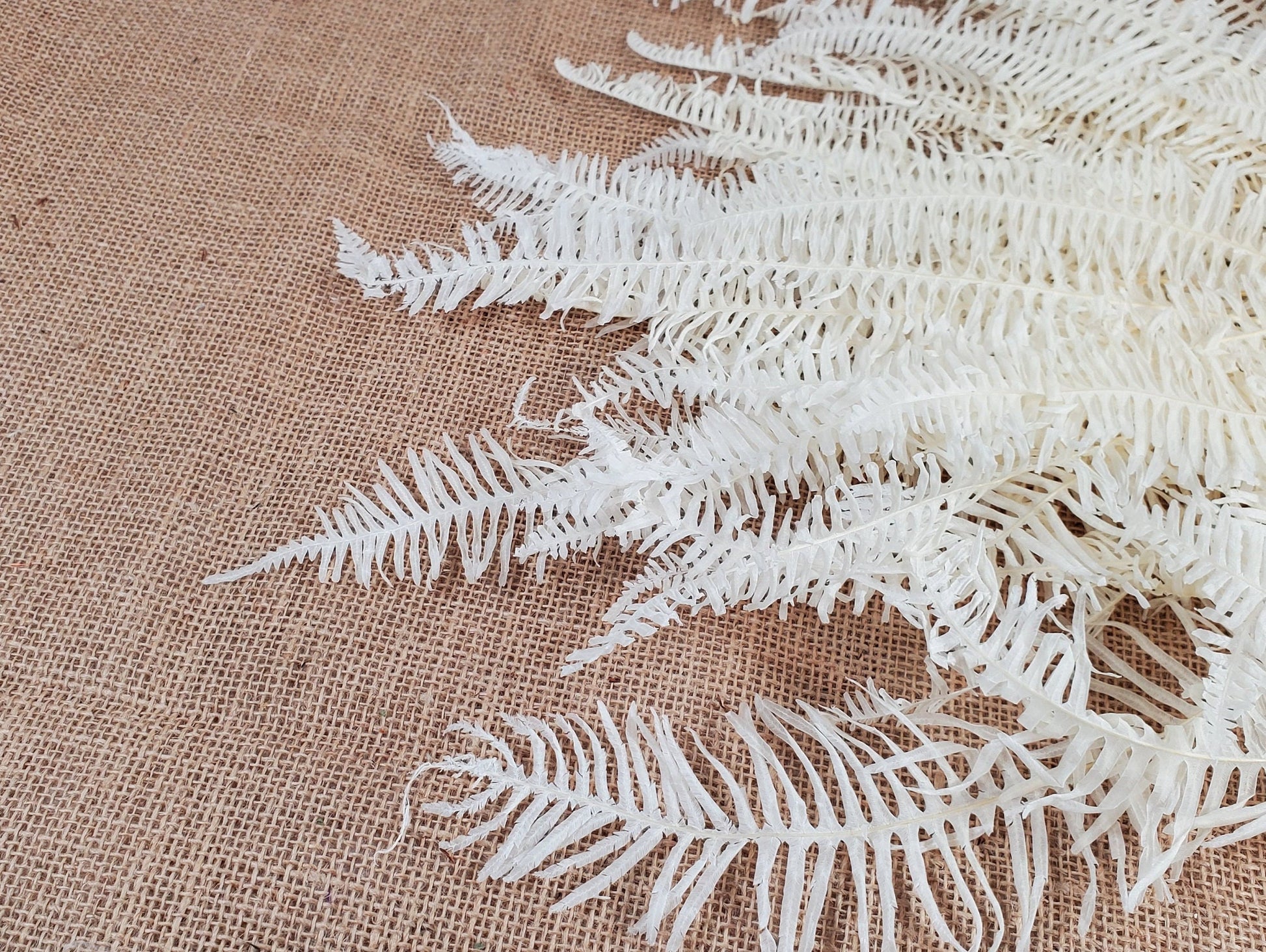 White Preserved Mountain Fern Leaf: Floral Arrangement, Home Decor (10 Pack)