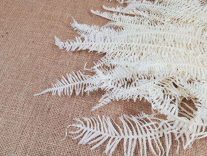 White Preserved Mountain Fern Leaf: Floral Arrangement, Home Decor (10 Pack)